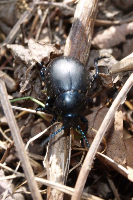 Identificazioni